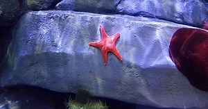 Spring Break Adventures: Living the 'Island Life' at Tennessee Aquarium