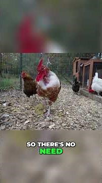 Winterize Your Chicken Coop. Prepare Your Chickens For Winter #backyardchickens #chicken