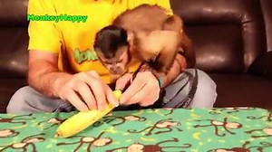 78K views · 5.7K reactions | Have you ever wondered how do monkeys peel Bananas? So does Monkey Happy! Capuchin Monkey Happy is still learning how to peel Bananas. He loves eating Bananas though. Happy is a hyper monkey so its hard for him to sit still long enough to figure it out. He will be an expert at peeling bananas one day with enough training. | MonkeyBoo | Facebook
