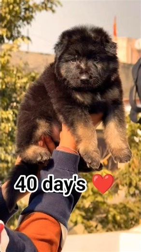 Call/WhatsApp 8810623046 Male German Shepherd booking open🐕 Strong build trained vaccinated#gsdviral