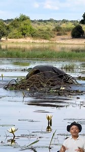 O que vocês acharam desse elefante debaixo d'água? #elefante #top #viraliza | Antonio Silva