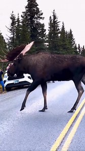 10K views · 803 reactions | Lookin’ good fellas!龜 Moose in Alaska are majestic! #SharingAlaska #Alaska #moose #alaskalife #wildlife #animalsinthewild @sharing_alaska by @alaskan_woman | The Moose Meadow | Facebook