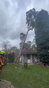 1.1M views · 5.3K reactions | Strong winds knock down trees #wind #tree #weather #satisfying #oddlysatisfying #foryou #fyp #funny #usa | Agriculture &Tree-cutting | Facebook