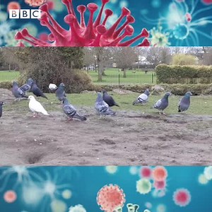 7.7K views · 67 reactions | Virologist Wendy Barclay explains how viruses are spread. 裂➡️倫➡️➡️ Listen to The Jump: https://bbc.in/3twEpRP | BBC Radio 4 | Facebook