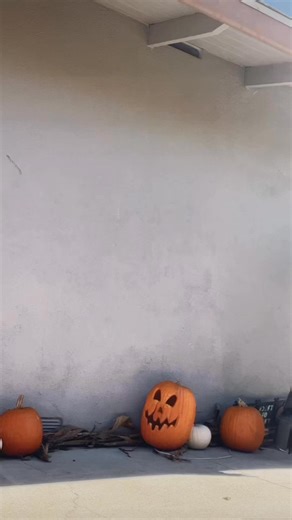 16 reactions | victor van dort | Brock Painn | Facebook