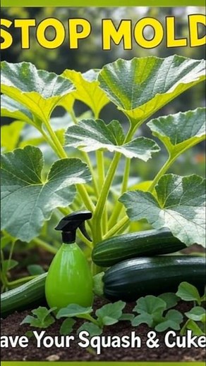 ❌ STOP Mold on Squash & Cucumbers FAST! 🥒🌿 Natural Fixes for Powdery & Downy Mildew
