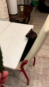 A sable attacks a cucumber 👹 | Russian Sable