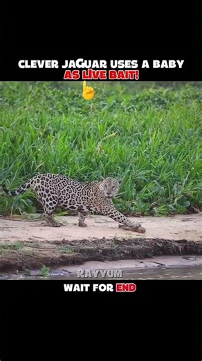 Mother Capybara Fights a Jaguar... 🐆#Jaguar #Capybara #AnimalAttacks
