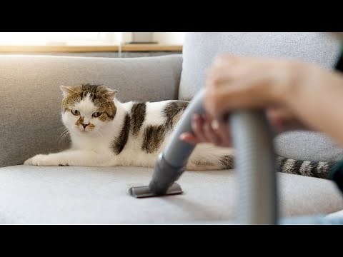 How To Stop Shedding in Cats