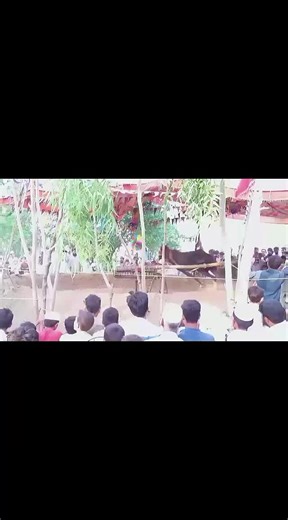 Bull race swabiwall on TikTok