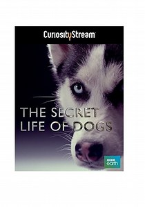 The Secret Life of Dogs streaming: watch online