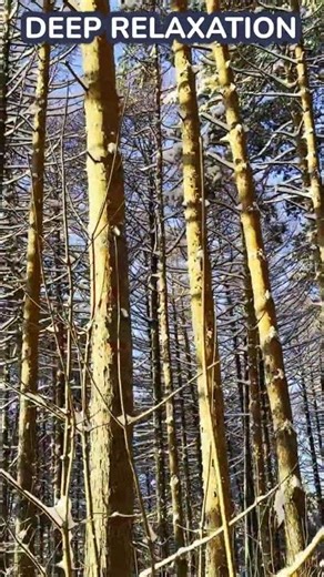 Close-Up Snow Crunch & Texture Sounds - Satisfying Winter ASMR