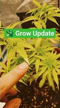 #Grow #Update #Germany #Deutschland #Anbau #growlight #growplants #Growbox #MarsHydro #fyp #fy #fyou