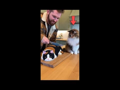 Calico Cat Live 🐱 | Cute & Relaxing Pet Stream 24/7