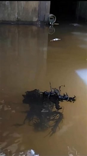 TRUE CRIME on Instagram: "K25 Panama Alien UPDATE: Venomkin is ALIVE and SWIMMING in Panama! 🛸👽🌊 Remember that “melted Hefty bag” everyone laughed off from the K25 meteorite crash? No hoax, no CGI… just pure extraterrestrial vibes evolving right before our eyes. Is this the alien takeover we’ve been waiting for, or Mother Nature’s wildest plot twist? #PanamaAlien #K25Meteorite #AlienSwimming #NotAHeftyBag #aliens #ufo"