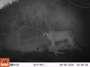 Death Valley Cougars Seen Killing and Eating Feral Donkeys for First Time