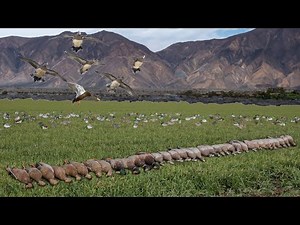 UNREAL ARIZONA DESERT DUCK HUNT!! (5 LIMITS, NON-STOP BIRDS DECOYING PERFECTLY)