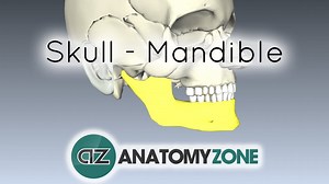 Mandible - 3D Models, Video Tutorials & Notes | AnatomyZone