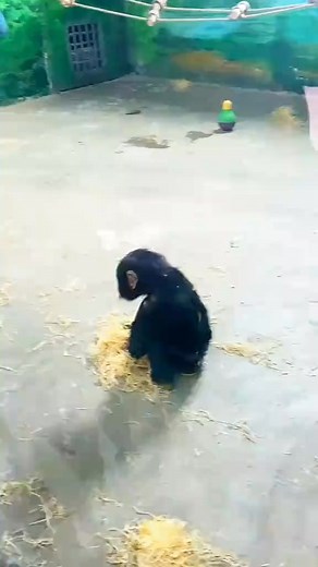 The lonely baby gorilla who learned to play on its… | Unique Pet zoo | Facebook