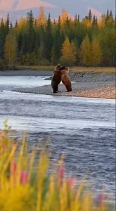 Massive male Kodiak bears fighting