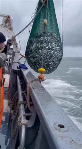 Deep Sea Mayhem – When Sharks Strike Back! #DeepSeaMayhem #FishingPOV #SharkOnDeck #fblifestyle | Natural fishing video