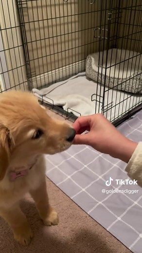 Tricks Learned by 11-Week-Old Golden Retriever Puppy - Training Updates