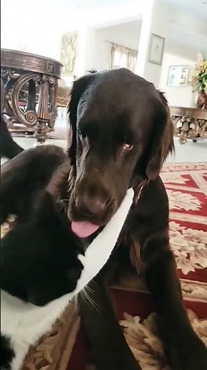 Funny CAT BITING DOG Video