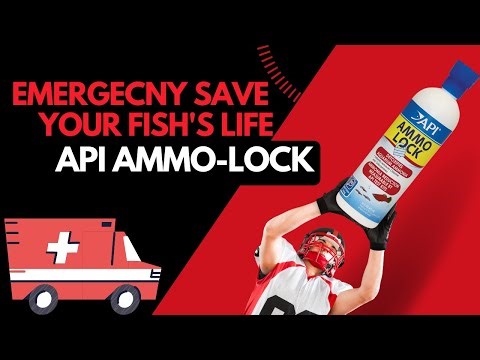 WITHOUT API Ammo-Lock Your Fish Die: SAVE YOUR FISH!
