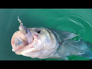 Surfcasting/lure fishing/sea bream/squid/mackerel and sea bass - Long live sea fishing!