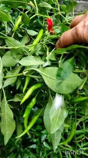 Vegetable Harvesting #shorts