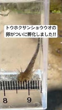 【祝】ついにトウホクサンショウウオの卵が孵化しました！#shorts #山暮らし #サンショウウオ #準絶滅危惧種 #絶滅危惧種 #生態観察 #アウトドア #生物