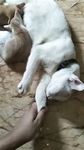 আর রাগ করে থাকিস না আয়😹😹 #cat #funny #yourcat #pets #yourpet #cute #comedy #petlover #cutecat