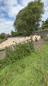 103K views · 2.6K reactions | Bringing the crop in  Lambs looking well. Almost makes you forget how bad lambing was 﫣 Should we put some more ewes on? 浪 | The Sheep Game | Facebook