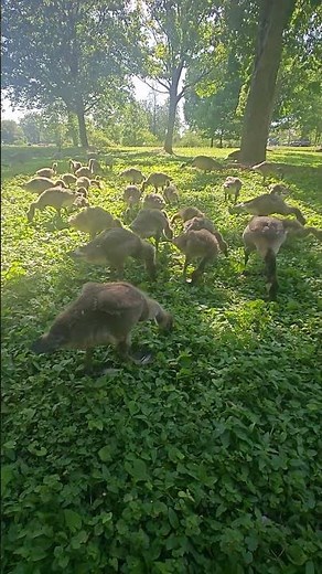 Feeding a Flock of Wild Baby Geese 🪿