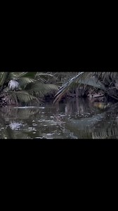 Kedatangan Momen Langka Mancing Di Sungai Kecil. #fyp #fishing #mancing | Anak Mahakam Fishing Real