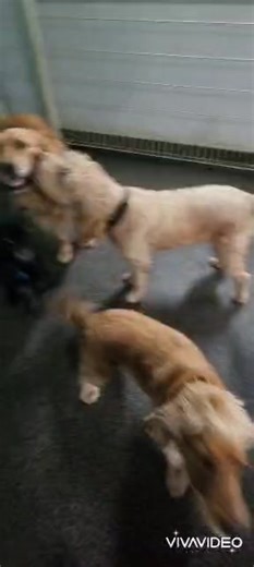 Congratulions Sam who has successfully navigated his first playdate, demonstrating great social skills alongside bigger dogs!  | K9 Zone | Facebook