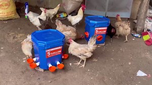 5 Gallon (44 Lbs) Automatic Chicken Feeder & Waterer Set, No-Waste & Rain Proof Design, Keeps Out Small Animals, Hanging Poultry Kit for Chicken, Duck, Turkey & Geese