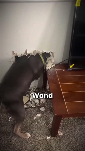 Ihr Hund hat die Wand eingerissen und darin etwas gefunden! 😱