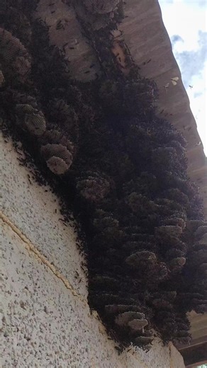 Marimbondos: Tempo de Permanência e Dicas