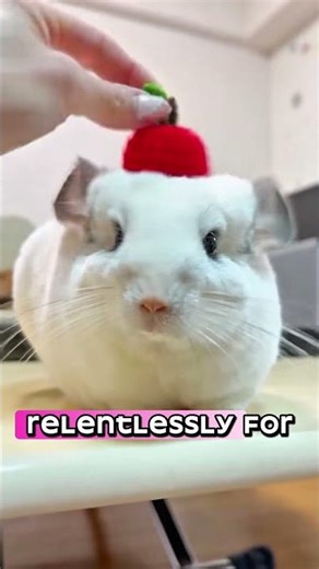 This Cute Animal Was Almost Erased Forever #animal #chinchilla