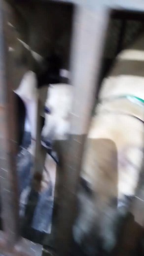 We put 6 in the dirt Halloween night! 酪 | AF Black Mouth Curs | Facebook