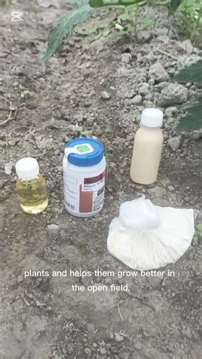 Tomato Worm Control 🍅 Spraying Medicine Against Tomato Pests