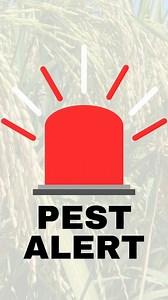 #S#SyngentaPH #Chess #hanip | Syngenta