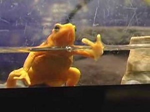 Cape May County Zoo - 2008 Year of the Frog