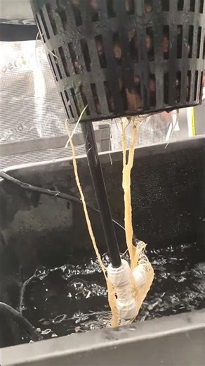 Rose | 1 Day After Root Rot Treatment #shorts