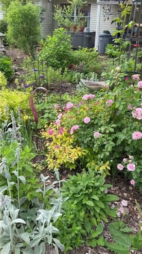 Walk in my garden #provenwinners #gardening #clematis