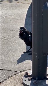 Smart Shade How a Crow Handles a Hot Day ☀️🐦‍⬛#shorts #nature