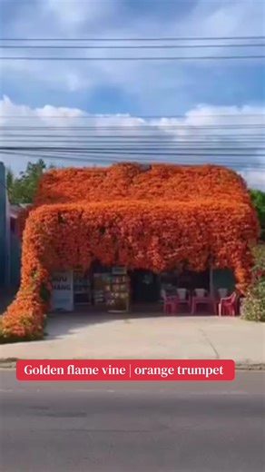 Golden Flame Vine: The Perfect Orange Trumpet Plant