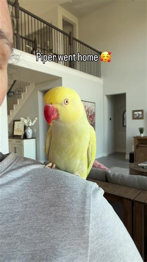 Piper's Adoption Journey: Thanks to BirdTricks!