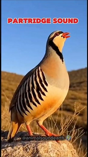 Partridge Sound #animalsounds